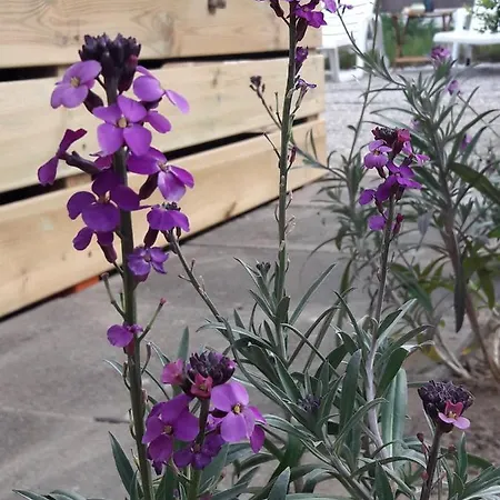 Dalile Aan Zee Vlakbij Het Chalet