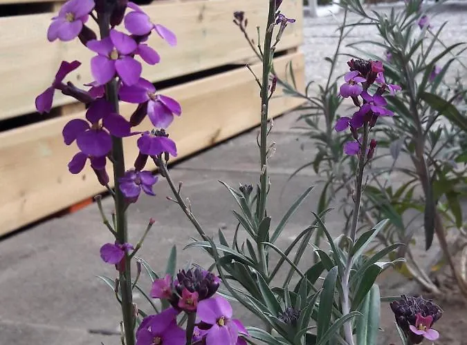 Dalile Aan Zee Vlakbij Het Chalet