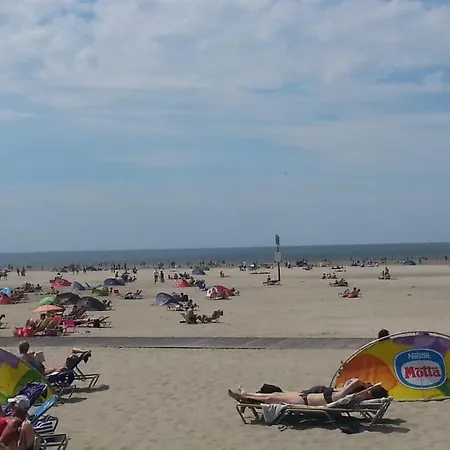 Dalile Aan Zee Vlakbij Het *